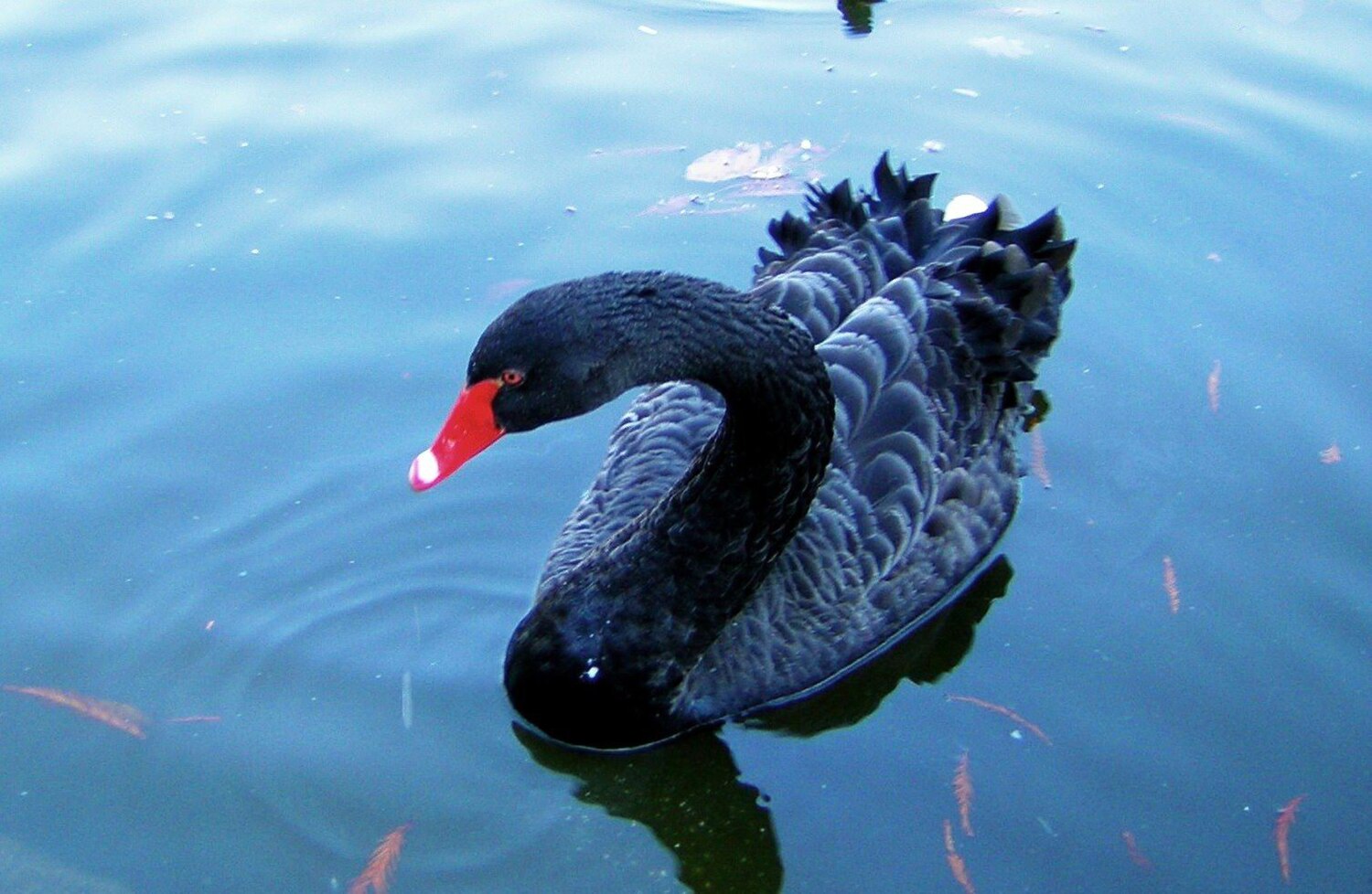 DSA1004-Black Swan Pond Spain-Castielli CC0.jpg