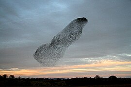 A wedge of starlings - geograph.org.uk - 1069366.jpg