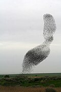 Starlings by Oronbb.JPG