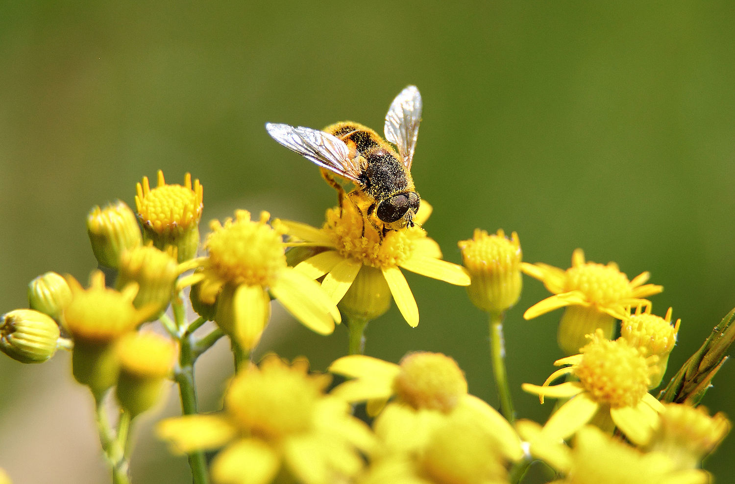 Bee-gathering pollen yellow-flower-macro.jpg