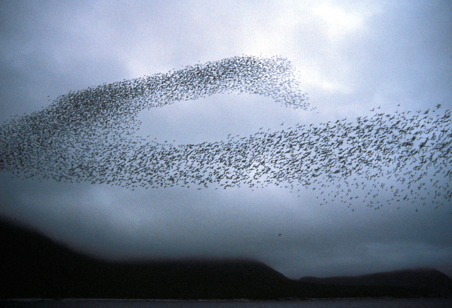 Auklet flock Shumagins 1986.jpg