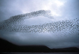 Auklet flock Shumagins 1986.jpg