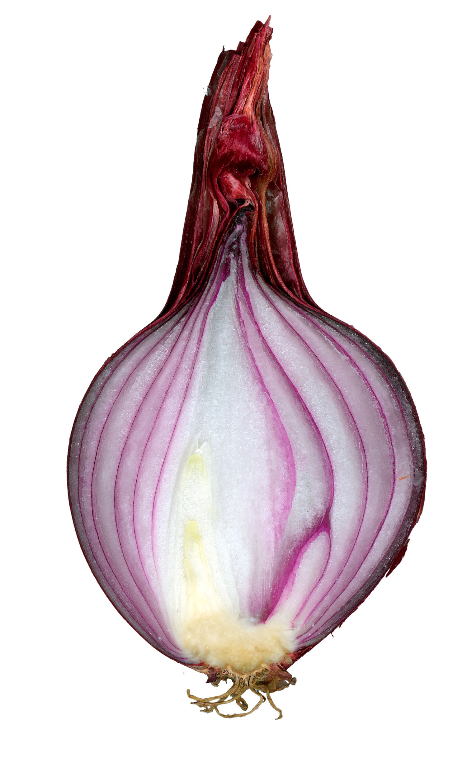 Red onion cut.jpg